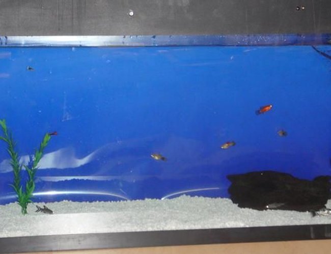 60 gallons freshwater fish tank (mostly fish and non-living decorations) - Master piece in progress 60 gallons freshwater fish tank (mostly fish and non-living decorations) - Master piece in progress