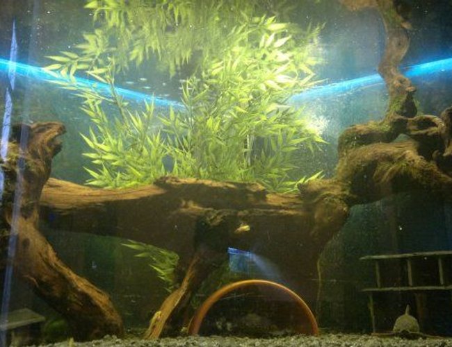 42 gallons freshwater fish tank (mostly fish and non-living decorations) - W.I.P 42 gallons freshwater fish tank (mostly fish and non-living decorations) - W.I.P