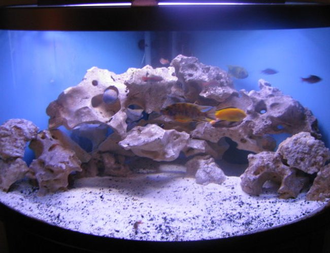 92 gallons freshwater fish tank (mostly fish and non-living decorations) - My 92 gallon Malawi cichlid tank 92 gallons freshwater fish tank (mostly fish and non-living decorations) - My 92 gallon Malawi cichlid tank