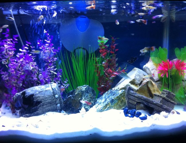 50 gallons freshwater fish tank (mostly fish and non-living decorations) - my tank blue marine bulb and tropical bulb effect together my other two pictures are of each bulb used seperatly :0) 50 gallons freshwater fish tank (mostly fish and non-living decorations) - my tank blue marine bulb and tropical bulb effect together my other two pictures are of each bulb used seperatly :0)