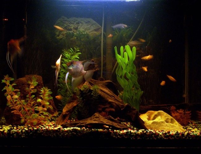60 gallons freshwater fish tank (mostly fish and non-living decorations) - any tips on a kind of substrate that would look better? 60 gallons freshwater fish tank (mostly fish and non-living decorations) - any tips on a kind of substrate that would look better?