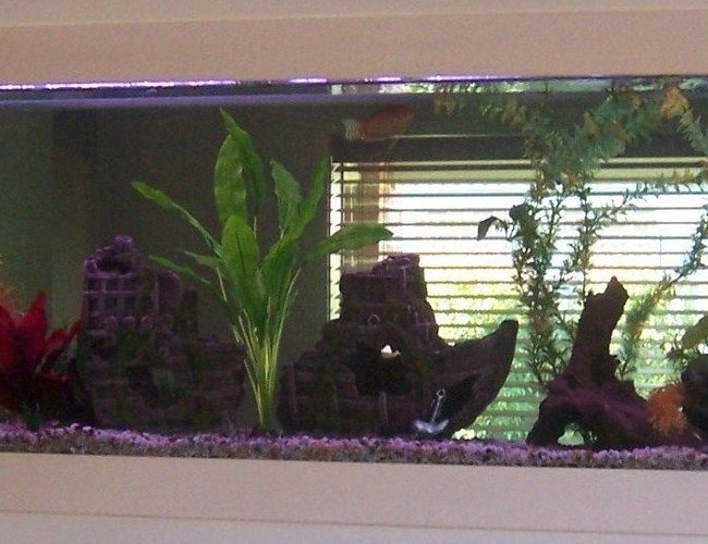 70 gallons freshwater fish tank (mostly fish and non-living decorations) - my 8ft in wall tank! 70 gallons freshwater fish tank (mostly fish and non-living decorations) - my 8ft in wall tank!