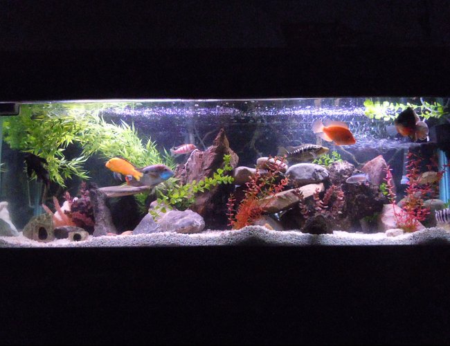 94 gallons freshwater fish tank (mostly fish and non-living decorations) - Welcome to Thunder Dome. 94 Gallon Aggressive Freshwater Cichlid Tank. 94 gallons freshwater fish tank (mostly fish and non-living decorations) - Welcome to Thunder Dome. 94 Gallon Aggressive Freshwater Cichlid Tank.