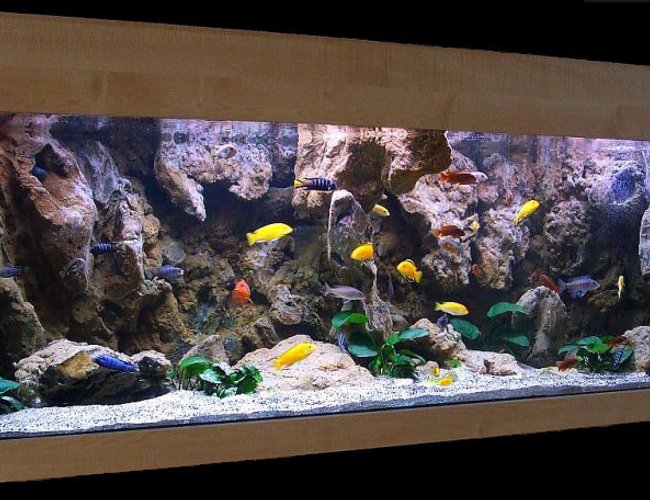 180 gallons freshwater fish tank (mostly fish and non-living decorations) - Malawi Cliff setup 180 gallons freshwater fish tank (mostly fish and non-living decorations) - Malawi Cliff setup