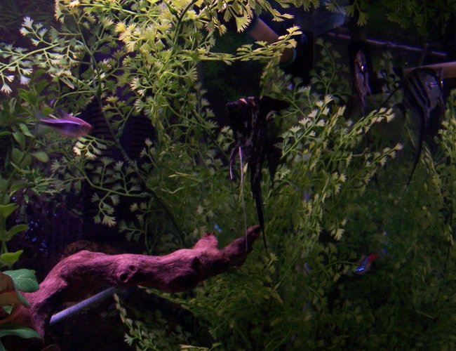 65 gallons freshwater fish tank (mostly fish and non-living decorations) - 65 gallon community tank 65 gallons freshwater fish tank (mostly fish and non-living decorations) - 65 gallon community tank