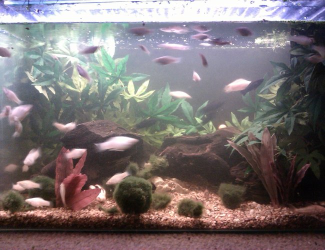 25 gallons freshwater fish tank (mostly fish and non-living decorations) - 2 foot, 25 gall (UK) tropical community tank 25 gallons freshwater fish tank (mostly fish and non-living decorations) - 2 foot, 25 gall (UK) tropical community tank