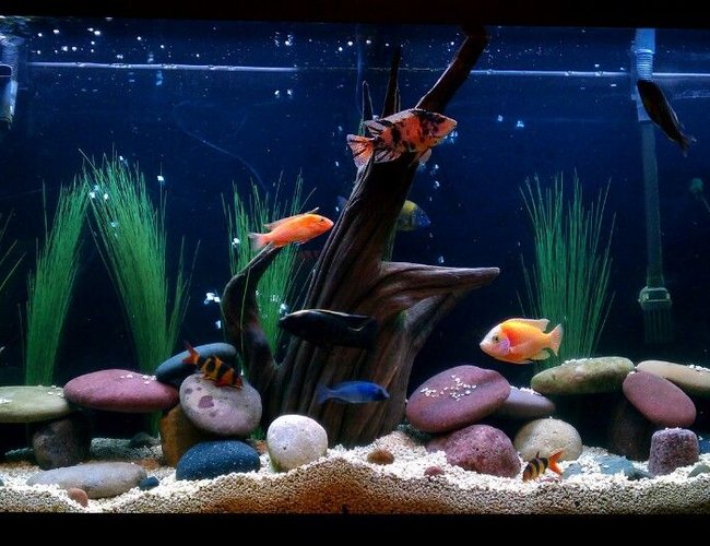 60 gallons freshwater fish tank (mostly fish and non-living decorations) - Lets see some good ratings! Come on! Haha 60 gallons freshwater fish tank (mostly fish and non-living decorations) - Lets see some good ratings! Come on! Haha