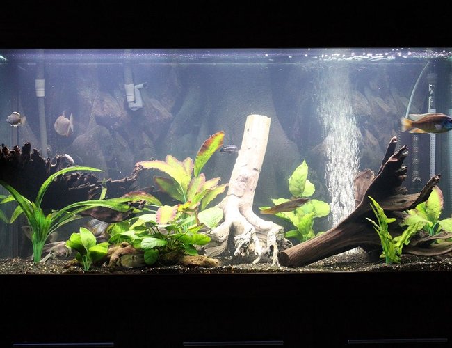 92 gallons freshwater fish tank (mostly fish and non-living decorations) - changed my tank 92 gallons freshwater fish tank (mostly fish and non-living decorations) - changed my tank