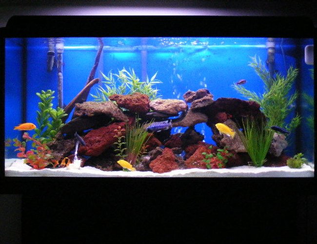 65 gallons freshwater fish tank (mostly fish and non-living decorations) - 65 gallons tank 65 gallons freshwater fish tank (mostly fish and non-living decorations) - 65 gallons tank