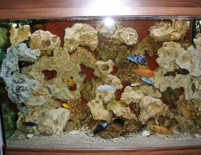 220 gallons freshwater fish tank (mostly fish and non-living decorations) - my cichlid aquarium 220 gallons freshwater fish tank (mostly fish and non-living decorations) - my cichlid aquarium