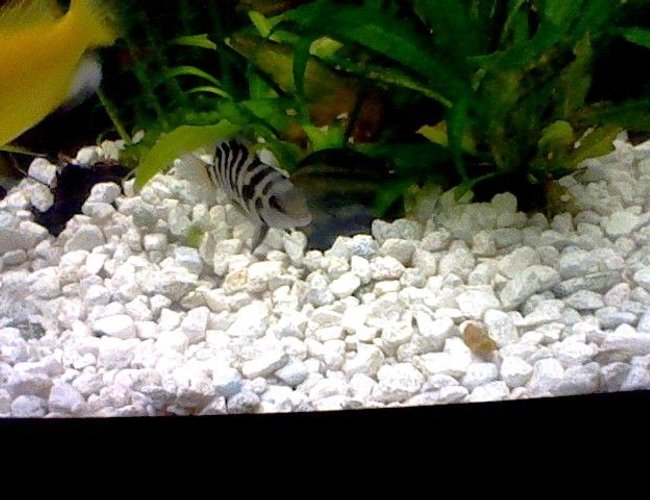 47 gallons freshwater fish tank (mostly fish and non-living decorations) - Black Convict 47 gallons freshwater fish tank (mostly fish and non-living decorations) - Black Convict