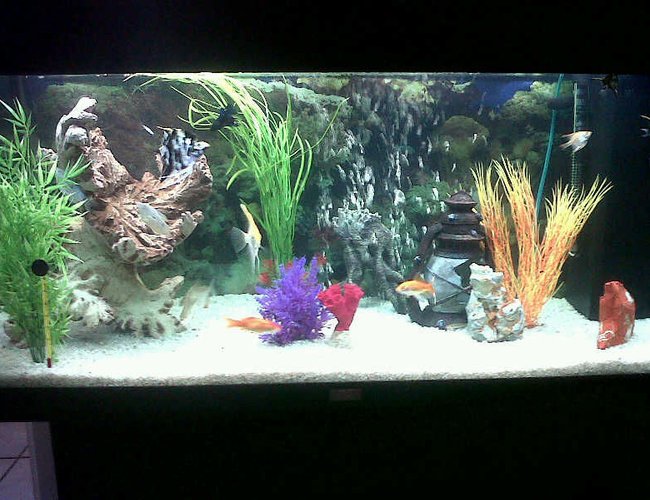 50 gallons freshwater fish tank (mostly fish and non-living decorations) - Juwel Rio 50 gallons freshwater fish tank (mostly fish and non-living decorations) - Juwel Rio
