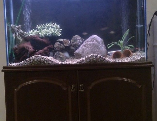 12 gallons freshwater fish tank (mostly fish and non-living decorations) - Fish tank red tailed black shar tiger barb ruby neon tetra pleco aquarium 45 gallon 200 litre aheim 2213 external canister 12 gallons freshwater fish tank (mostly fish and non-living decorations) - Fish tank red tailed black shar tiger barb ruby neon tetra pleco aquarium 45 gallon 200 litre aheim 2213 external canister