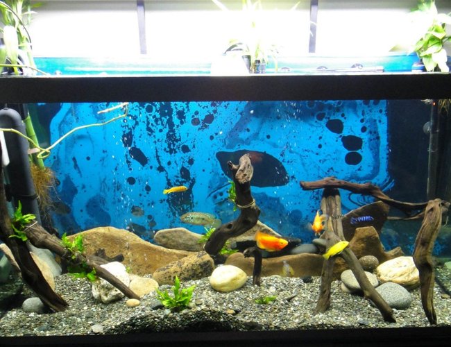 70 gallons freshwater fish tank (mostly fish and non-living decorations) - My 70 Gal Osaka Bent Glass Malawi setup. 3d rock background ordered, then more fishies! 70 gallons freshwater fish tank (mostly fish and non-living decorations) - My 70 Gal Osaka Bent Glass Malawi setup. 3d rock background ordered, then more fishies!