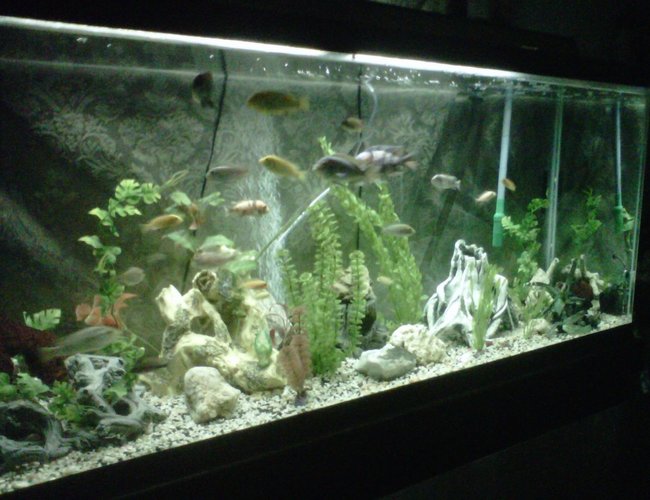 120 gallons freshwater fish tank (mostly fish and non-living decorations) - african cichlid 120g tank 120 gallons freshwater fish tank (mostly fish and non-living decorations) - african cichlid 120g tank