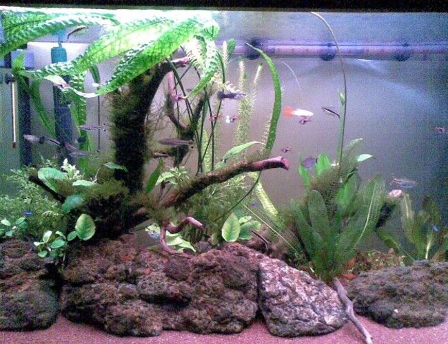 65 gallons freshwater fish tank (mostly fish and non-living decorations) - May 2011. Two months after initial setup. I installed a DIY yeast CO2 reactor 10 days ago. 65 gallons freshwater fish tank (mostly fish and non-living decorations) - May 2011. Two months after initial setup. I installed a DIY yeast CO2 reactor 10 days ago.
