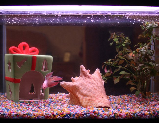 4 gallons freshwater fish tank (mostly fish and non-living decorations) - My very first aquarium. ♥ 4 gallons freshwater fish tank (mostly fish and non-living decorations) - My very first aquarium. ♥