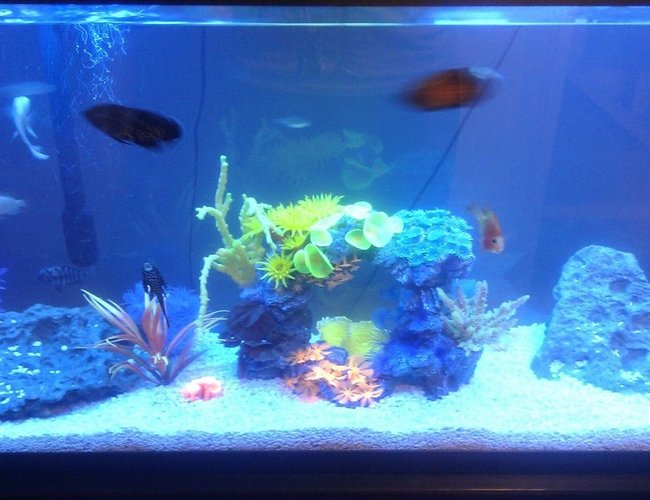 60 gallons freshwater fish tank (mostly fish and non-living decorations) - my baby oscar tank 60 gallons freshwater fish tank (mostly fish and non-living decorations) - my baby oscar tank