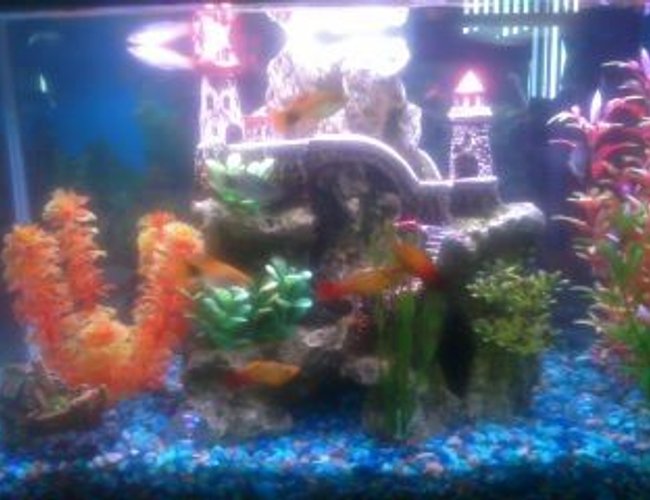 10 gallons freshwater fish tank (mostly fish and non-living decorations) - updated tank set up 10 gallons freshwater fish tank (mostly fish and non-living decorations) - updated tank set up