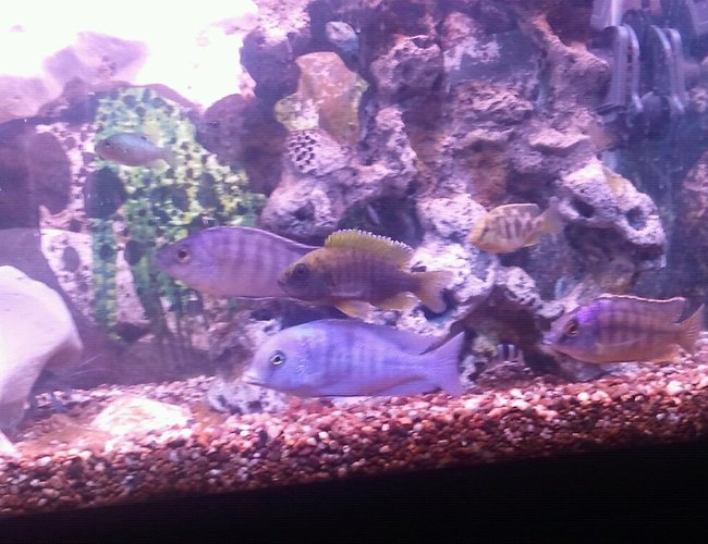 100 gallons freshwater fish tank (mostly fish and non-living decorations) - African cichlids 100 gallons freshwater fish tank (mostly fish and non-living decorations) - African cichlids
