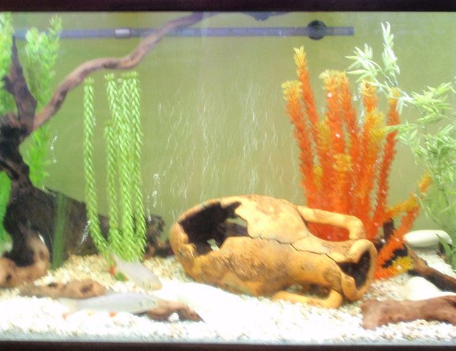 120 gallons freshwater fish tank (mostly fish and non-living decorations) - three days after redesign and most of decorations still in place - strange :) 120 gallons freshwater fish tank (mostly fish and non-living decorations) - three days after redesign and most of decorations still in place - strange :)