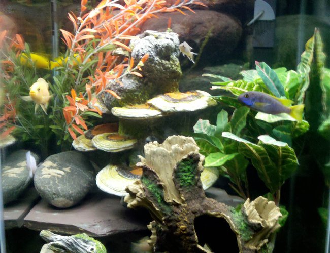 47 gallons freshwater fish tank (mostly fish and non-living decorations) - 47 gallon vertical tank with mixed African Cichlids. 47 gallons freshwater fish tank (mostly fish and non-living decorations) - 47 gallon vertical tank with mixed African Cichlids.