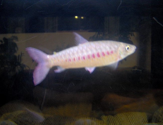 100 gallons freshwater fish tank (mostly fish and non-living decorations) - Can you identify these fish?? 100 gallons freshwater fish tank (mostly fish and non-living decorations) - Can you identify these fish??