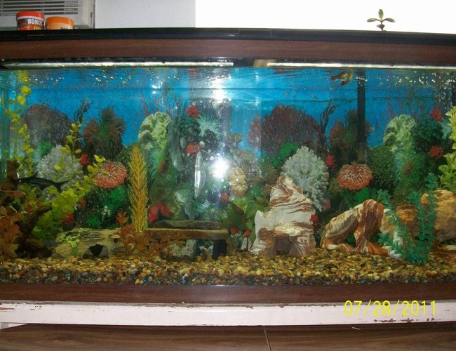 60 gallons freshwater fish tank (mostly fish and non-living decorations) - This is one out of three of my fish tanks. This tank is home to a kuhli loach, african dwarf frog, chinese golden algae eater, iridescent shark, bronze cory cat, mystery snail, trumpet snails, Polka Dot Pictus, iridescent shark, and 3 sunburst. 60 gallon fish tank. 60 gallons freshwater fish tank (mostly fish and non-living decorations) - This is one out of three of my fish tanks. This tank is home to a kuhli loach, african dwarf frog, chinese golden algae eater, iridescent shark, bronze cory cat, mystery snail, trumpet snails, Polka Dot Pictus, iridescent shark, and 3 sunburst. 60 gallon fish tank.