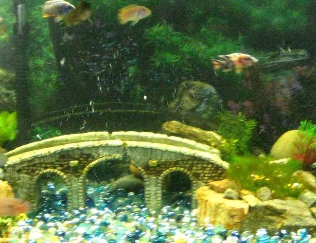 50 gallons freshwater fish tank (mostly fish and non-living decorations) - 50 gal african cichlid tank
11 fish in total
several different species from lake malawi
60 gal total filtration 50 gallons freshwater fish tank (mostly fish and non-living decorations) - 50 gal african cichlid tank
11 fish in total
several different species from lake malawi
60 gal total filtration
