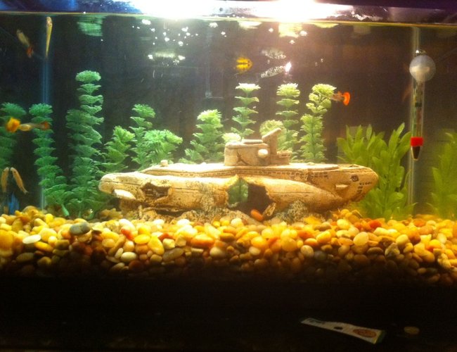 10 gallons freshwater fish tank (mostly fish and non-living decorations) - 10 gal community 10 gallons freshwater fish tank (mostly fish and non-living decorations) - 10 gal community