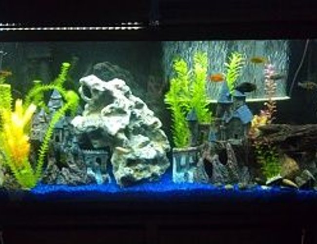 60 gallons freshwater fish tank (mostly fish and non-living decorations) - 60 Gallon Cichlid Tank, what do you guys think? 60 gallons freshwater fish tank (mostly fish and non-living decorations) - 60 Gallon Cichlid Tank, what do you guys think?