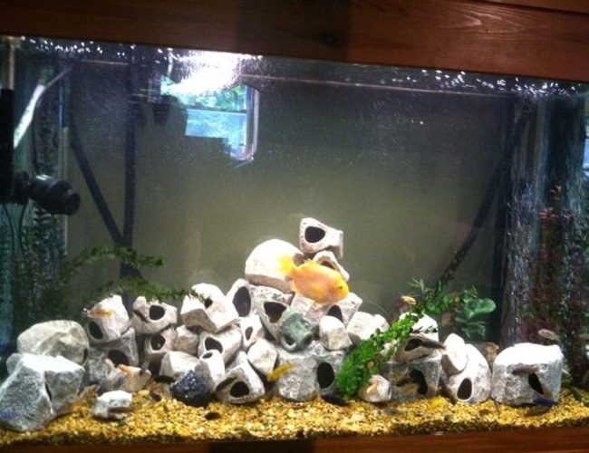 125 gallons freshwater fish tank (mostly fish and non-living decorations) - Tank redesigned, please look at my other photos of the tank to better rate it. 125 gallons freshwater fish tank (mostly fish and non-living decorations) - Tank redesigned, please look at my other photos of the tank to better rate it.