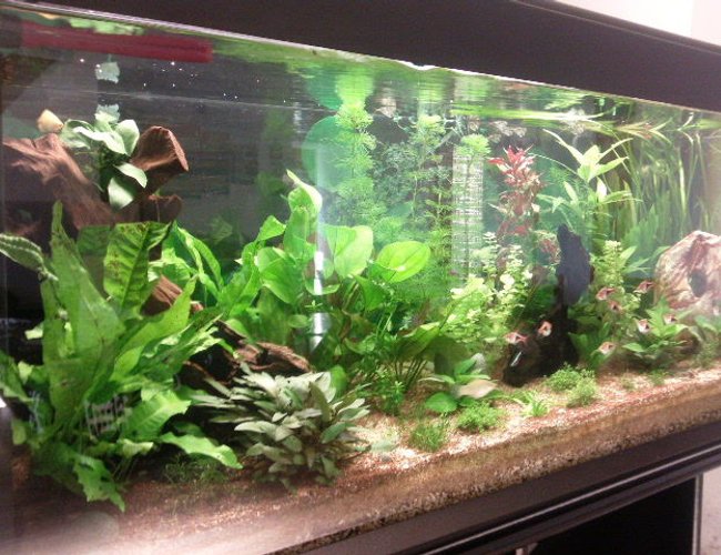 62 gallons freshwater fish tank (mostly fish and non-living decorations) - 30/07/2011 01 62 gallons freshwater fish tank (mostly fish and non-living decorations) - 30/07/2011 01