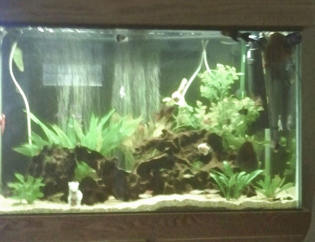 66 gallons freshwater fish tank (mostly fish and non-living decorations) - Full view of 66 gallon. All plants are live exception of large one in back right corner.
Forgive quality of picture. Android phone takes marginal picture. In the image there is also the best chair in the house to watch the fish. 66 gallons freshwater fish tank (mostly fish and non-living decorations) - Full view of 66 gallon. All plants are live exception of large one in back right corner.
Forgive quality of picture. Android phone takes marginal picture. In the image there is also the best chair in the house to watch the fish.