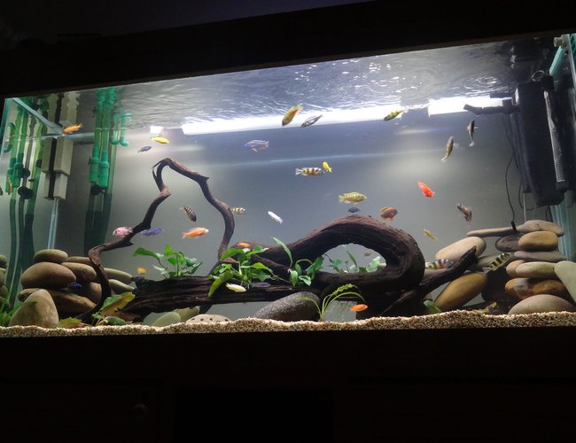 209 gallons freshwater fish tank (mostly fish and non-living decorations) - new cichlid setup with live plants 209 gallons freshwater fish tank (mostly fish and non-living decorations) - new cichlid setup with live plants