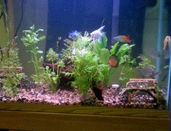 39 gallons freshwater fish tank (mostly fish and non-living decorations) - 39 Gal 39 gallons freshwater fish tank (mostly fish and non-living decorations) - 39 Gal