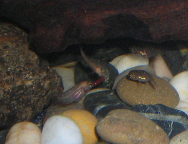 80 gallons freshwater fish tank (mostly fish and non-living decorations) - baby convicts eating blood worms (they dont like to share) 80 gallons freshwater fish tank (mostly fish and non-living decorations) - baby convicts eating blood worms (they dont like to share)