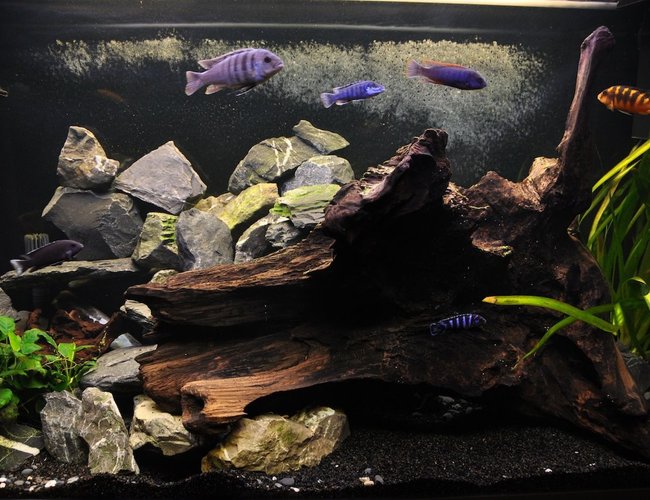 85 gallons freshwater fish tank (mostly fish and non-living decorations) - My new cichlid malawi tank. 85 gallons freshwater fish tank (mostly fish and non-living decorations) - My new cichlid malawi tank.