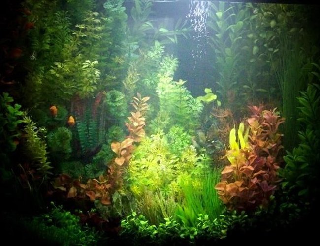 25 gallons freshwater fish tank (mostly fish and non-living decorations) - Well attired little cove 25 gallons freshwater fish tank (mostly fish and non-living decorations) - Well attired little cove