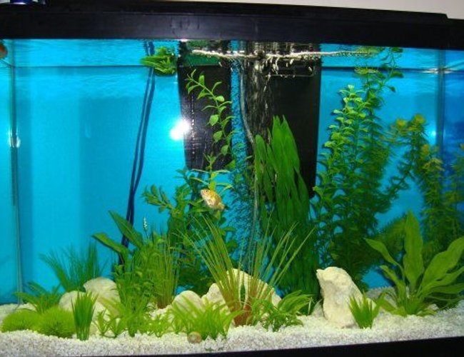 33 gallons freshwater fish tank (mostly fish and non-living decorations) - Goldfish tank; quartz rock and plastic plants. 33 gallons freshwater fish tank (mostly fish and non-living decorations) - Goldfish tank; quartz rock and plastic plants.