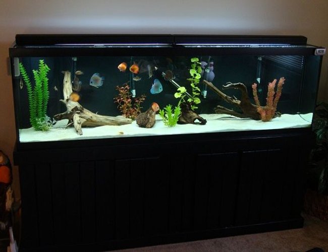 70 gallons freshwater fish tank (mostly fish and non-living decorations) - 125g 70 gallons freshwater fish tank (mostly fish and non-living decorations) - 125g