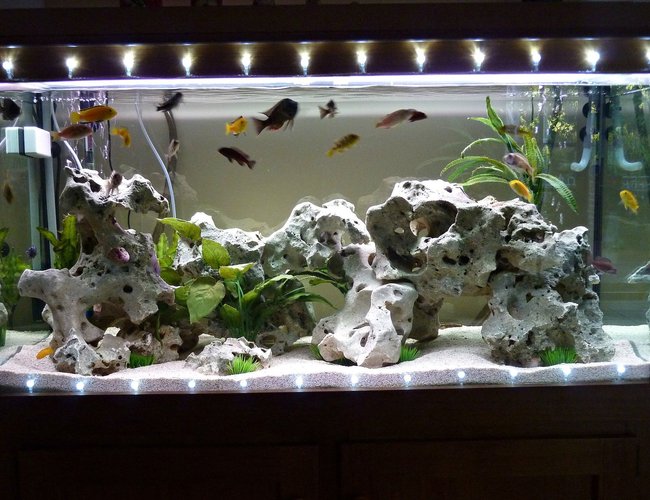 85 gallons freshwater fish tank (mostly fish and non-living decorations) - Freshwater aquarium decorated with Christmas lights for the festive season. 85 gallons freshwater fish tank (mostly fish and non-living decorations) - Freshwater aquarium decorated with Christmas lights for the festive season.