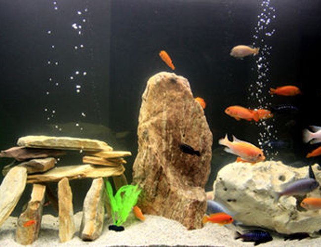 100 gallons freshwater fish tank (mostly fish and non-living decorations) - first malawi 100 gallons freshwater fish tank (mostly fish and non-living decorations) - first malawi