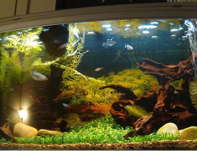 44 gallons freshwater fish tank (mostly fish and non-living decorations) - My setup 44 gallons freshwater fish tank (mostly fish and non-living decorations) - My setup