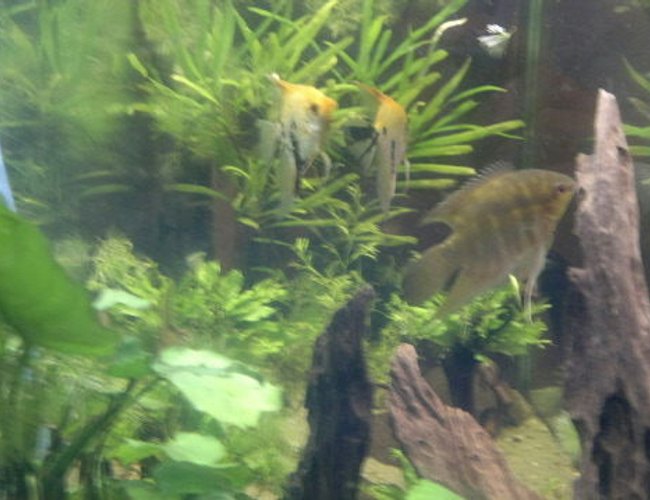 360 gallons freshwater fish tank (mostly fish and non-living decorations) - Side view of my tank 360 gallons freshwater fish tank (mostly fish and non-living decorations) - Side view of my tank