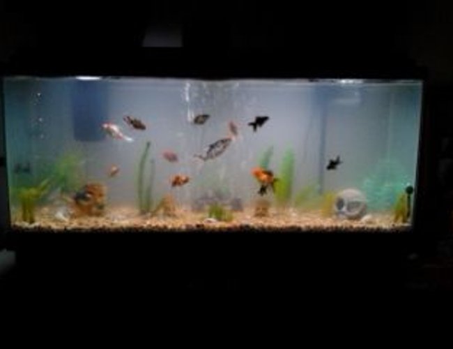 65 gallons freshwater fish tank (mostly fish and non-living decorations) - lots of fish in lots of plants 65 gallons freshwater fish tank (mostly fish and non-living decorations) - lots of fish in lots of plants