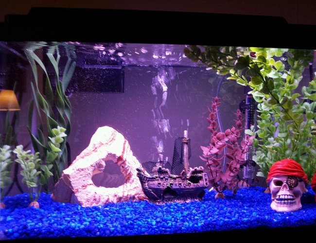 10 gallons freshwater fish tank (mostly fish and non-living decorations) - 10 gallon pirate theme with 5 tiger barbs 10 gallons freshwater fish tank (mostly fish and non-living decorations) - 10 gallon pirate theme with 5 tiger barbs