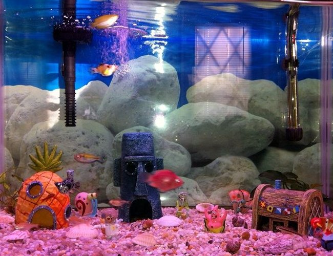 25 gallons freshwater fish tank (mostly fish and non-living decorations) - Bikini Bottom set up 25 gallons freshwater fish tank (mostly fish and non-living decorations) - Bikini Bottom set up