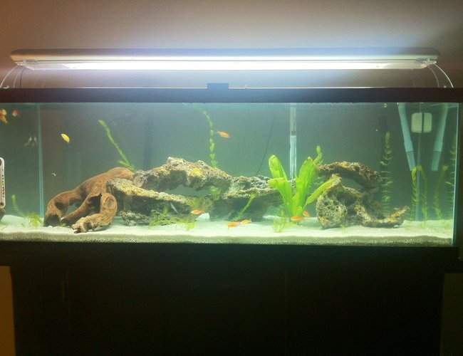 60 gallons freshwater fish tank (mostly fish and non-living decorations) - my 60 gallon cichlid tank 60 gallons freshwater fish tank (mostly fish and non-living decorations) - my 60 gallon cichlid tank