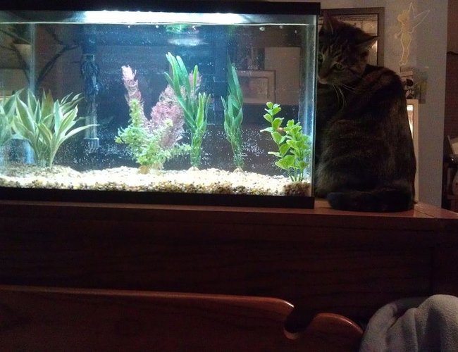 10 gallons freshwater fish tank (mostly fish and non-living decorations) - Tank hours after initial setup, my cat Charmin checking it out. Will post pictures once I get my fish! 10 gallons freshwater fish tank (mostly fish and non-living decorations) - Tank hours after initial setup, my cat Charmin checking it out. Will post pictures once I get my fish!